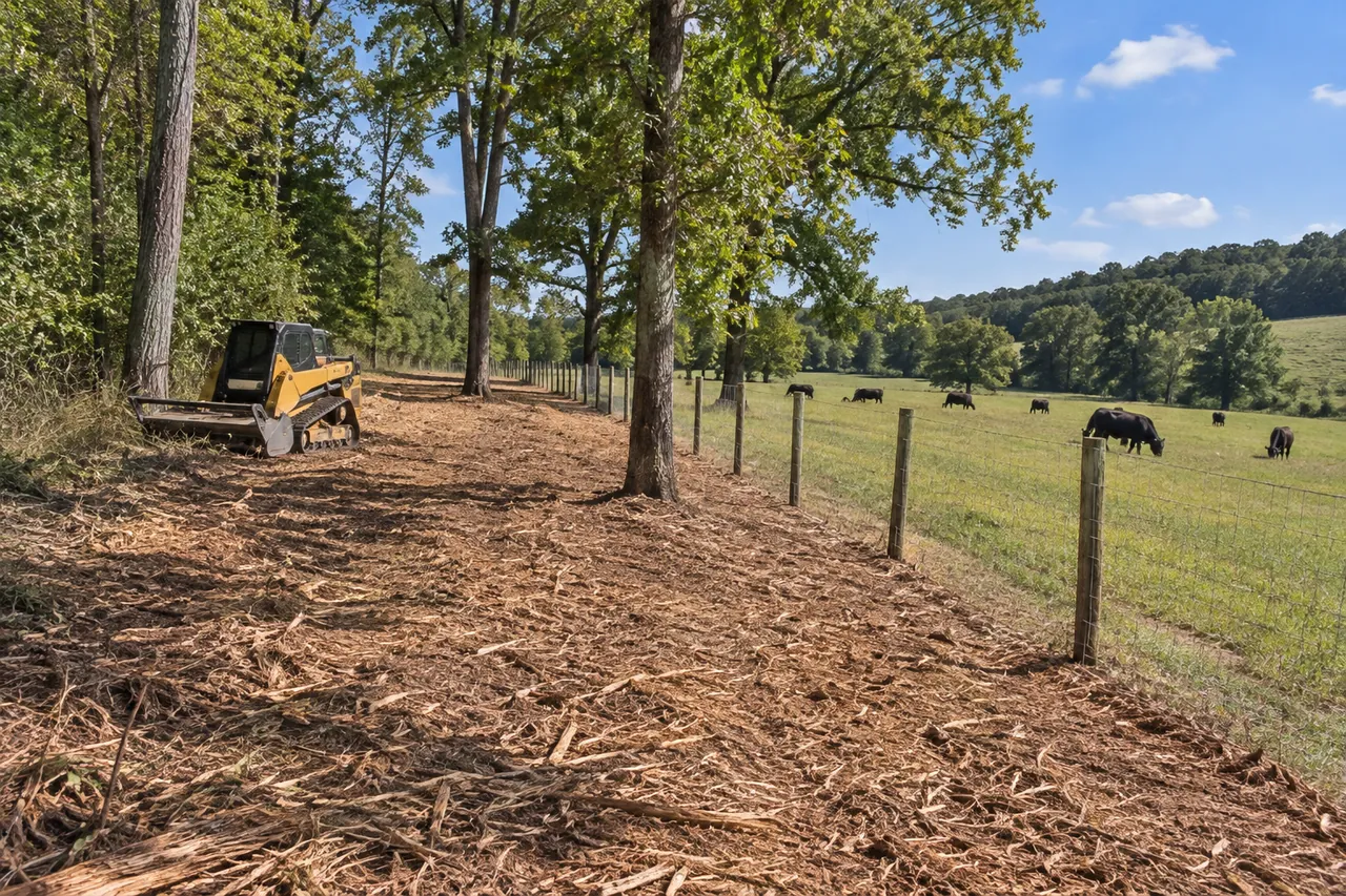 Freshly mulched strip along a woven-wire fence between two pastures, with a few big hardwoods left standing and cattle in the next field
