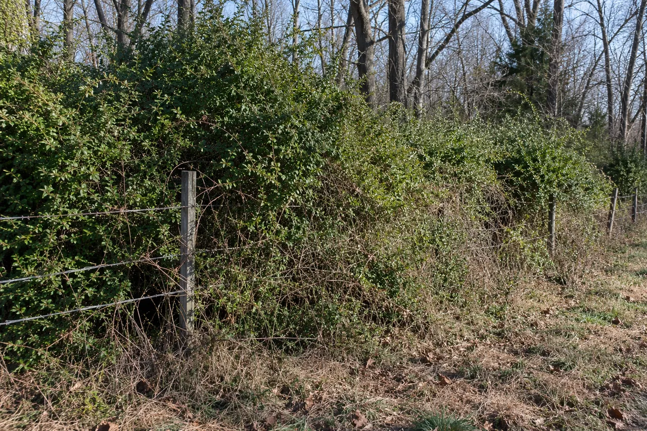 Wall of green privet and honeysuckle brush at the edge of a bare hardwood woodlot, swallowing an old barbed-wire fence